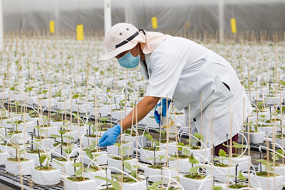 Seminis2023_MX_Wholesum_986