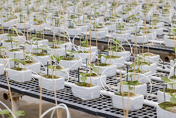 Seminis2023_MX_Wholesum_995