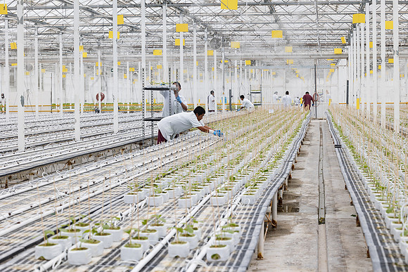 Seminis2023_MX_Wholesum_1001