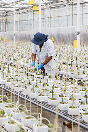 Seminis2023_MX_Wholesum_1008