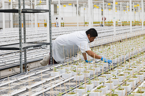 Seminis2023_MX_Wholesum_1011