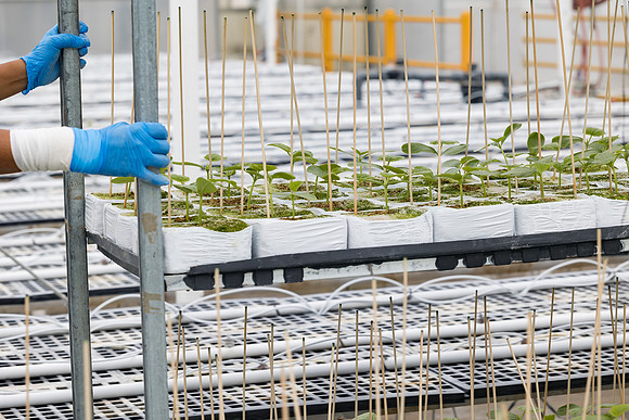 Seminis2023_MX_Wholesum_1018