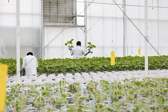 Seminis2023_MX_Wholesum_1025