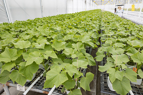 Seminis2023_MX_Wholesum_1029
