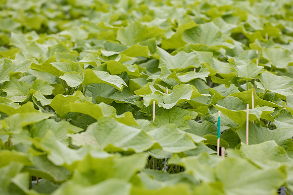 Seminis2023_MX_Wholesum_1026