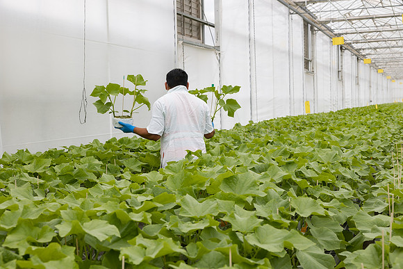 Seminis2023_MX_Wholesum_1033
