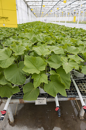 Seminis2023_MX_Wholesum_1037