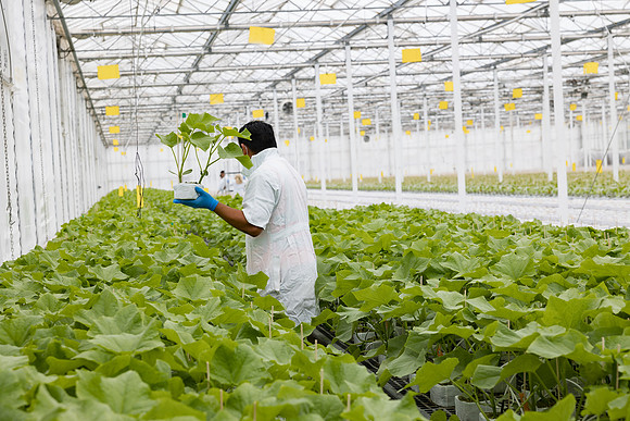 Seminis2023_MX_Wholesum_1041