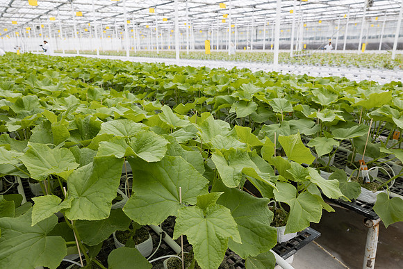 Seminis2023_MX_Wholesum_1045