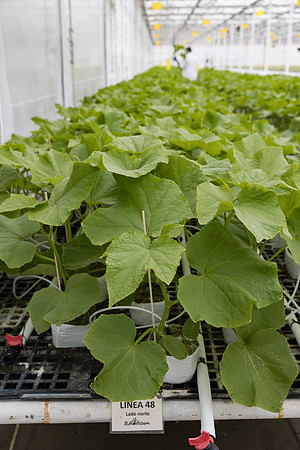 Seminis2023_MX_Wholesum_1044