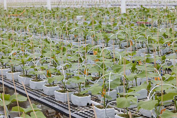 Seminis2023_MX_Wholesum_1060