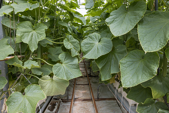 Seminis2023_MX_Wholesum_1166