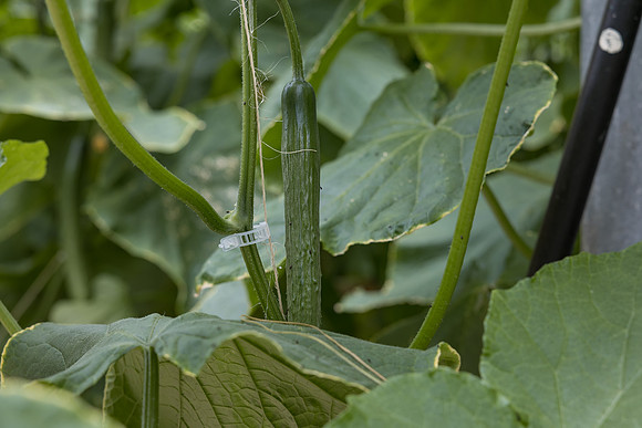 Seminis2023_MX_Wholesum_1168