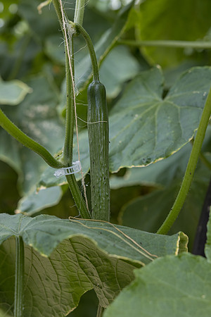 Seminis2023_MX_Wholesum_1170