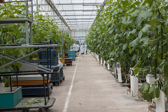 Seminis2023_MX_Wholesum_1177