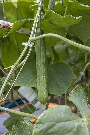 Seminis2023_MX_Wholesum_1175