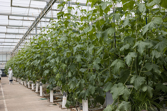 Seminis2023_MX_Wholesum_1180