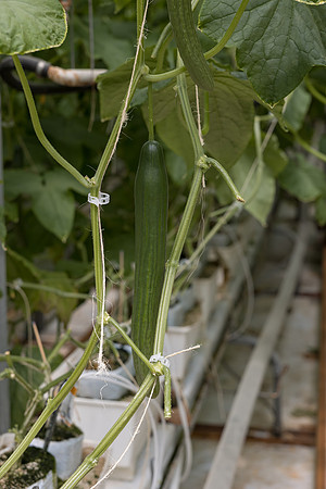 Seminis2023_MX_Wholesum_1186