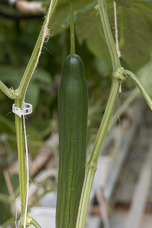 Seminis2023_MX_Wholesum_1187