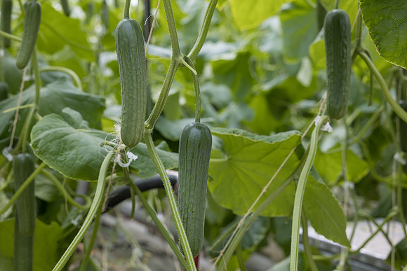 Seminis2023_MX_Wholesum_1188