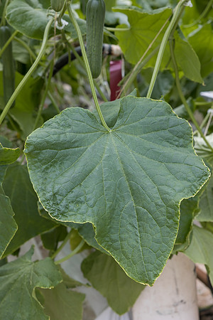Seminis2023_MX_Wholesum_1189