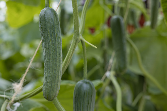 Seminis2023_MX_Wholesum_1197