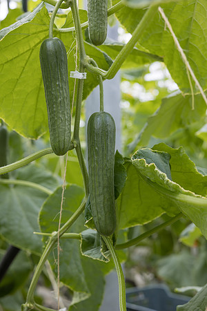 Seminis2023_MX_Wholesum_1202