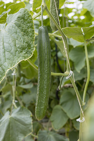 Seminis2023_MX_Wholesum_1210