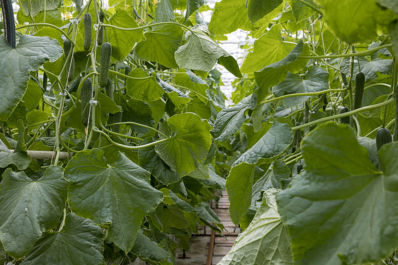 Seminis2023_MX_Wholesum_1235