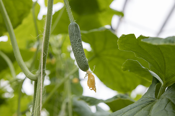 Seminis2023_MX_Wholesum_1240