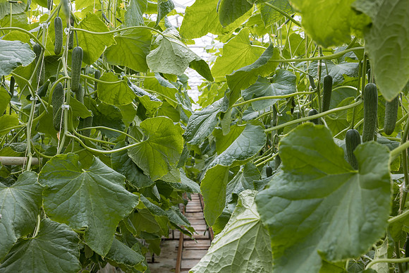 Seminis2023_MX_Wholesum_1236