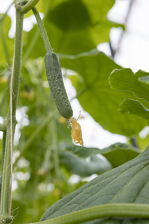 Seminis2023_MX_Wholesum_1241