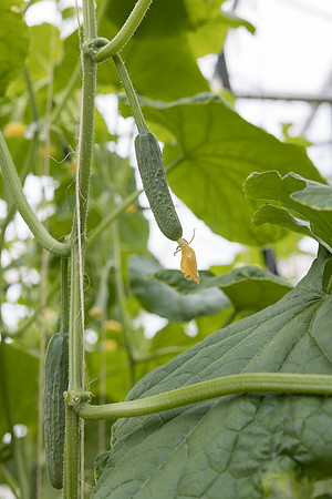 Seminis2023_MX_Wholesum_1245