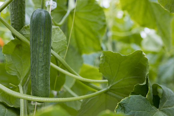 Seminis2023_MX_Wholesum_1247