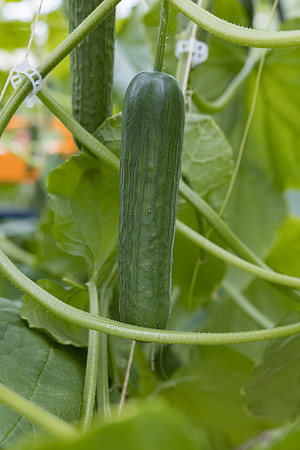 Seminis2023_MX_Wholesum_1249