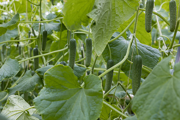 Seminis2023_MX_Wholesum_1251