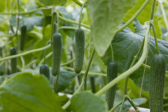 Seminis2023_MX_Wholesum_1254