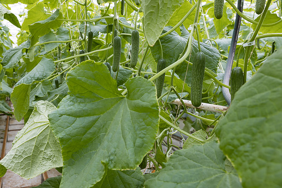 Seminis2023_MX_Wholesum_1260