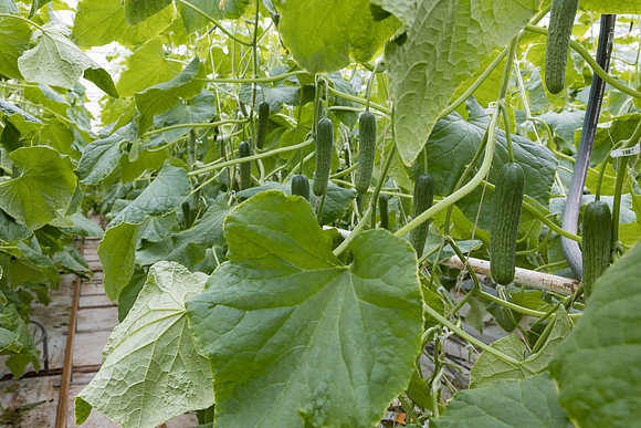 Seminis2023_MX_Wholesum_1262