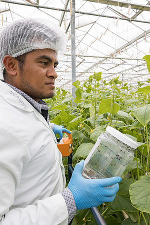 Seminis2023_MX_Wholesum_1273