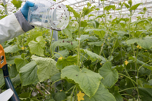 Seminis2023_MX_Wholesum_1308