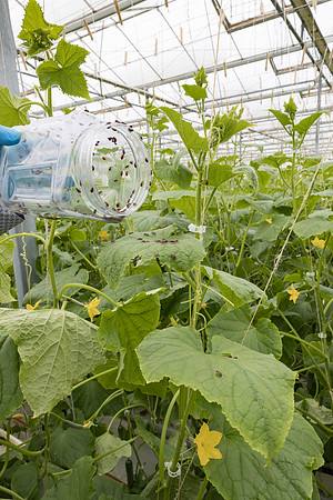 Seminis2023_MX_Wholesum_1314