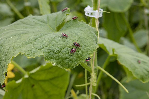 Seminis2023_MX_Wholesum_1320