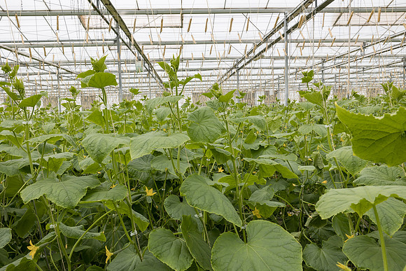 Seminis2023_MX_Wholesum_1398