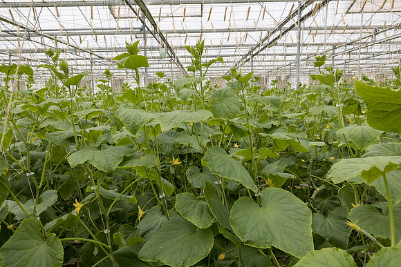 Seminis2023_MX_Wholesum_1400