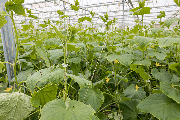 Seminis2023_MX_Wholesum_1403