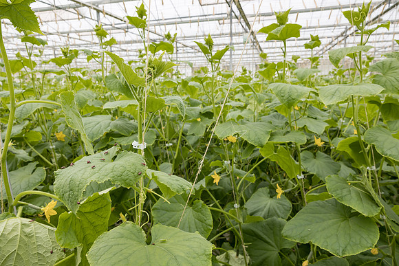 Seminis2023_MX_Wholesum_1407