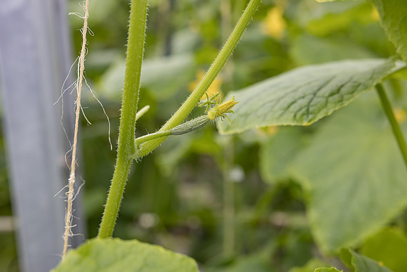 Seminis2023_MX_Wholesum_1415