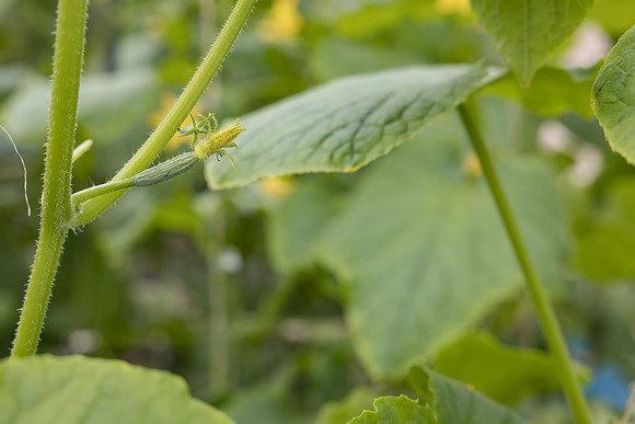Seminis2023_MX_Wholesum_1416