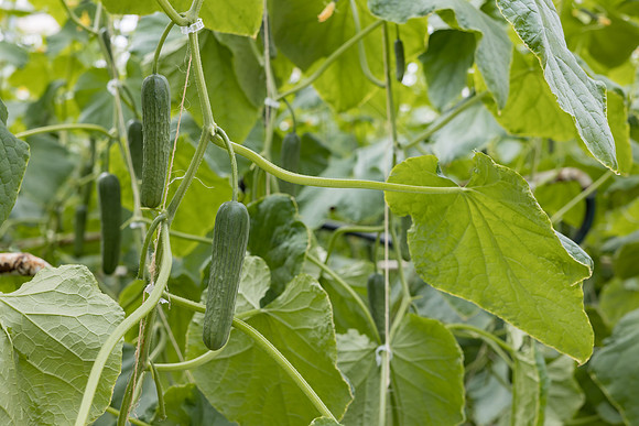 Seminis2023_MX_Wholesum_1417